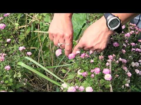How to Trim Mum Plants for More Roundness : Gardening With Mums