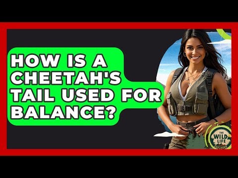 How Is A Cheetah's Tail Used For Balance? - The Wild Life Explorer