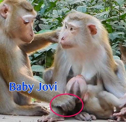 21K views · 604 reactions | OMG Baby Jovi Screaming Loudly Angry Auntie Luna Drag Her Hair To Stop Her Milk | Monkey Daily TV | Facebook