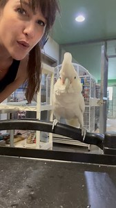 14K views · 1.2K reactions | Hey cockatoo lovers, meet Sable! Sable...