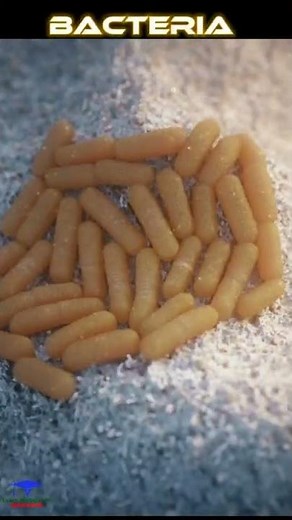 Bacteria 🦠 Animation ...