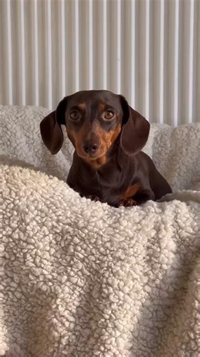 🅓🅐🅒🅗🅢🅗🅤🅝🅓 on Instagram: "Part 2 ~ Bunny’s full whelping kit 🤍 As promised, this is a look at everything I’ve prepared for Bunny as we head into the final stage of her Dachshund pregnancy. Most of this kit is made up of everyday essentials I’ll be using during labour and the first few days, alongside a small number of just in case items. For me, responsible dog breeding and whelping is about preparation, observation, and being ready to support her when she needs it. If you haven’t seen