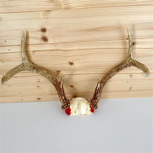 Rustic Whitetail Deer Antlers With Skull Cap - 6 Point Buck Antler Mount - Cabin Lodge Country Home Man Cave Decor - Etsy