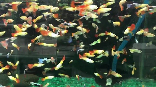 17 reactions | An amazing collection of Marine and Freshwater fish is...