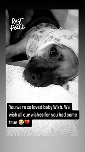 7.5K views · 98 reactions | UPDATE ON WISH Our hearts are our...