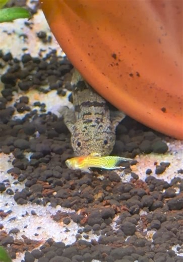 RIP endler 🪦 #scbaquariums #fyp #parati #foryou #Viral