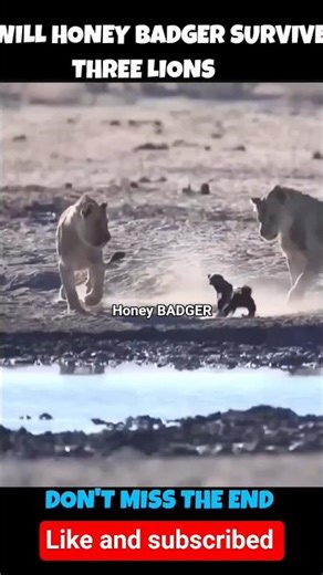 most denger animal #highlights #wildlife #viral ‪@discovery‬ ‪@Wildlife.animals379‬