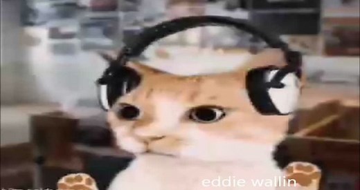 Los 50 videos más divertidos de gatos