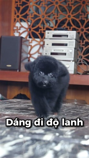 Xem video Poodle nên nhìn gì? 3 điểm quan trọng đừng bỏ qua