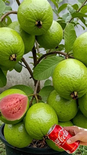 🌱 Grow Guava Tree from Branch Cutting | Step by Step Guide