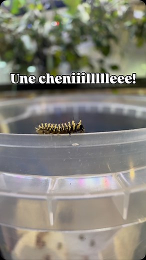 Le plus gros papillon du monde! Tout commence par une minuscule chenille! La nouvelle génération en élevage dans notre studio au animaux fantastiques à suivre dès maintenant, elle grandissent très vite! Tu veux la voir ce métamorphoser en ce papillon gigantesque, abonne-toi et à très bientôt ! #papillon #chenille #insectes #nacfamily #rock_n_insectesYT | GP Ramponi