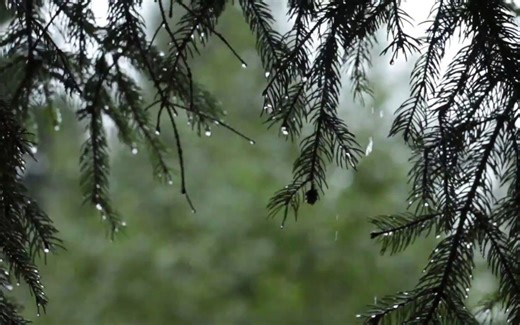 【自然治愈向】精选夏日必备雷雨声 | 与你听雨【读书/学习/放松/睡眠用】