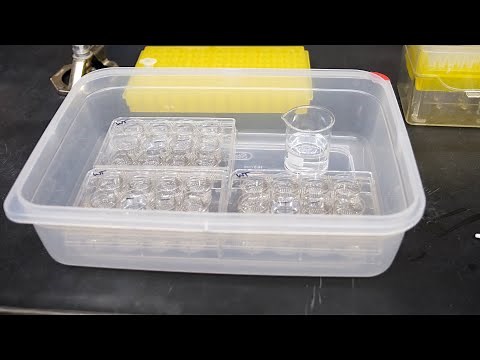 Biofilm growth in 12-well plates (B. subtilis)