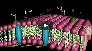 Animation 1 - Tour of the Cell