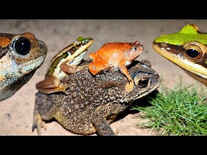 The TRUTH Behind Those Ribbit Laughs! (Funny Frog Compilation 2025)