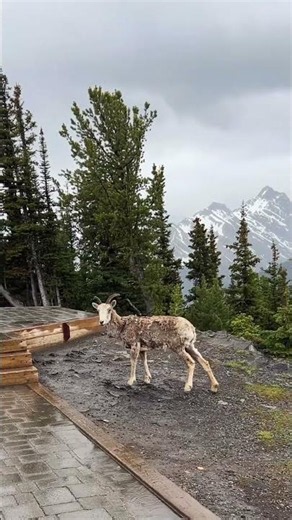 How summer in Banff looks like?#banff #banffnationalpark #alberta #canada