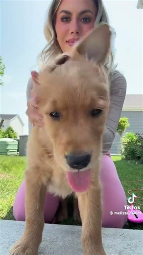 The best dance moves #dog #funny #goldenretriever