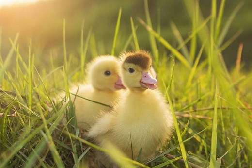 100  Amazing Duck Names For Your Flock