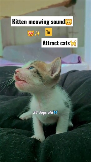 Kitten meowing sound 😍 to Attract cat 😇Brain relaxing music #kitten #shorts #cat #relaxingmusic