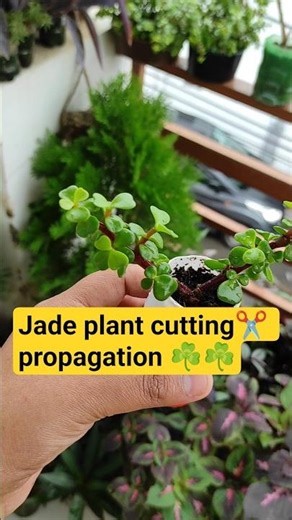 Repotting Jade plant ☘️। How to grow Jade plant from cutting। Jade plant bonsai। Jade plant। #viral