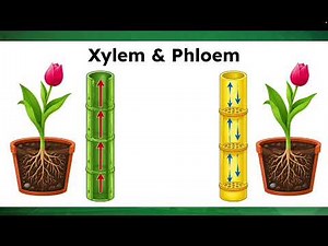 How Do Plants Transport Water and Food? Xylem and Phloem Explained | Grade 11 General Science
