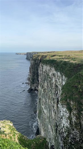 47K views · 899 reactions | It’s pretty lovely out there on the cliffs today!  | RSPB Bempton Cliffs | Facebook