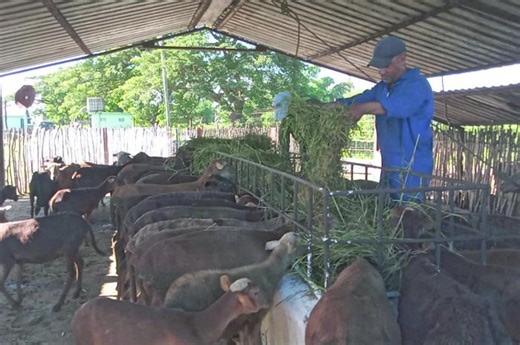 La paradoja del Pelibuey cubano - Agenda Económica