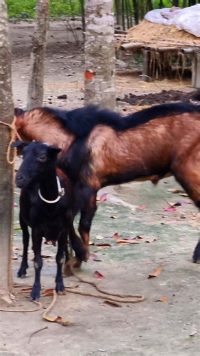 23K views · 86 reactions | Lots of two Ship they very beautiful surprising shoots we enjoy 29 October 2025 |Episode : 1352 Village Bangla Media . , ... .. ..,,,,.. #viralreels #viral_reels #reels #viralvideo #fbreel #reelsvideo #Goat_Farm #goat_video | Village Bangla Media | Facebook