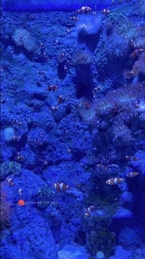 finding nemo #aquarium #fish #oceanarium #clownfish #findingnemo
