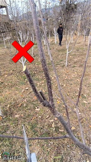 Prune the small plant in such a way that it promotes growth and the plant matures quickly