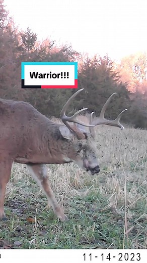 Talk about an old warrior!!!! Check out that eye😳 #warrior #brawler #bigballer #king #bigbucks #bigracks #deerhunting #rut #buckfight #hunting #huntingtiktok #huntingszn #deerszn #whitetails #trailcams #trailcameras #monsterbucks #monsterwhitetails #bully #fyp #4u