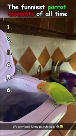 Parrot Vs Washing Machine 😂 | Funniest Parrot Moments Caught on