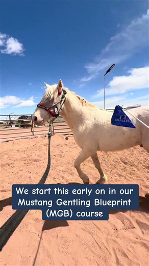 Essential step in mustang training and colt starting!