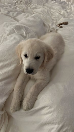 kaeli mae ragains on Instagram: "welcome home murphy 🤍🐾"