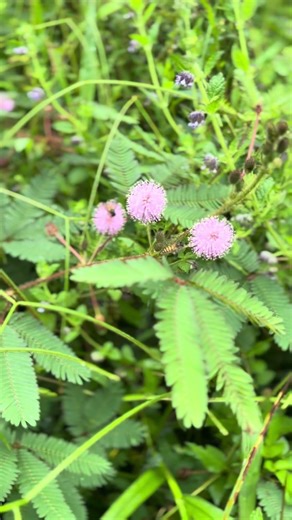 Lebah Apis Cerana dan Bunga Putri Malu #fyp #fypjangkauanluas #videoviralシ #reel #rayakankepulangan