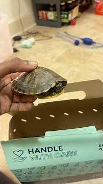 I Brought A New Baby🥹Turtle 🐢 at PETCO TODAY🤗