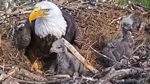 Adorable eaglets thrive under watchful bald eagle parent in West Virginia nest