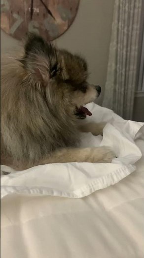 Tracheal collapse in a small dog. End stage.