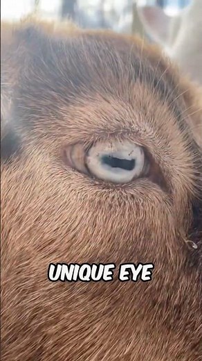 How Goats See Almost Everything Around Them #survival #wildlife