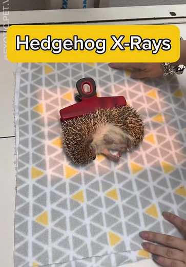 X-Raying Hedgehogs: A Vital Vet Check-Up