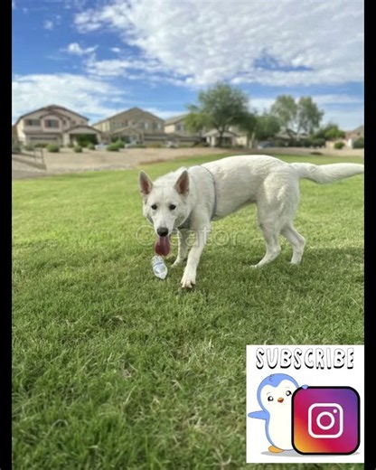 ✨ Meet Maliha — a playful white German Shepherd/Husky mix looking for a new home! 🐶🤍🏡