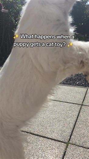 Westie Puppy vs. Cat Toy: Hilarious Chase!