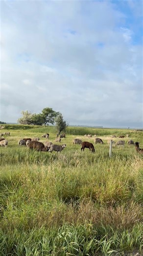 Ever wonder why it’s called Bear Creek Felting? 🐑💛 It’s not just a name — it’s a story. My sheep graze along Bear Creek here in North Dakota, and the wool they provide is what goes into every kit I design. Your creations literally start here, in the pasture and by the creek, rooted in the land and the animals that make them possible. | Bear Creek Felting