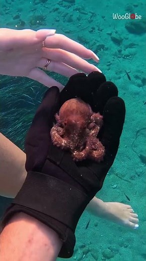 Girl's Unforgettable Encounter with a Baby Octopus Underwater || WooGlobe