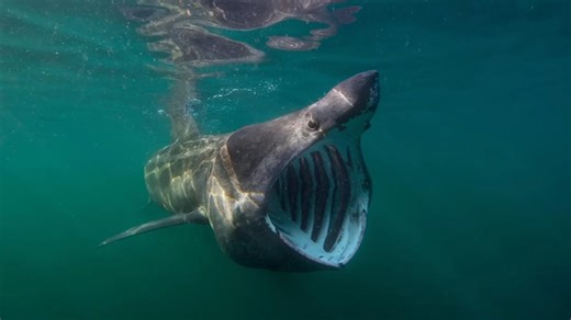 Ranking sharks by danger - which species is built to end fights fast