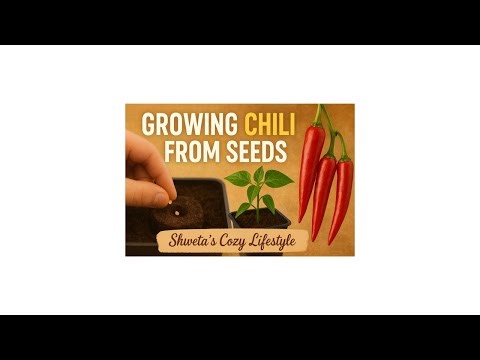 How to Grow Chilli from Seeds | Step-by-Step Easy Guide for Beginners