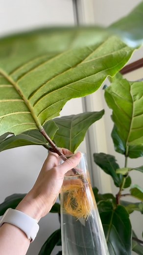 266K views · 1K reactions | Planting my fiddle leaf fig propagation 爛 . . . Cutting fiddle leaf fig. 﫶✂️✨#fiddleleaffig #ficuslyrata #flf #fiddleleaffigtree #fiddleleaffriday #waterpropagation #rooting #plantreels #newgrowth how to propagate a fiddle leaf fig ficus lyrata #plantpropagation #fiddleleaffigcare | Passthatplant | Facebook