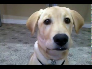 Yellow Lab Puppy Barking at me