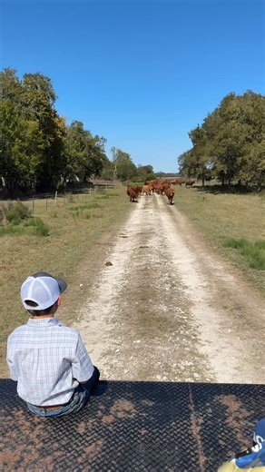 34 reactions | Another weekend of beautiful Beefmaster cattle, great...