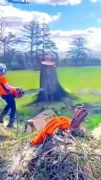 Loggers Cutting Trees in Satisfying Methods #loggers #tree #treecutting
